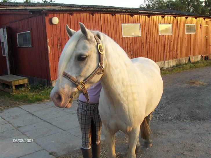 Welsh Pony (sec B) Rosengårdens Nakuma*solgt - Fordi; der er ikke findes nogen smukkere pony !  billede 8