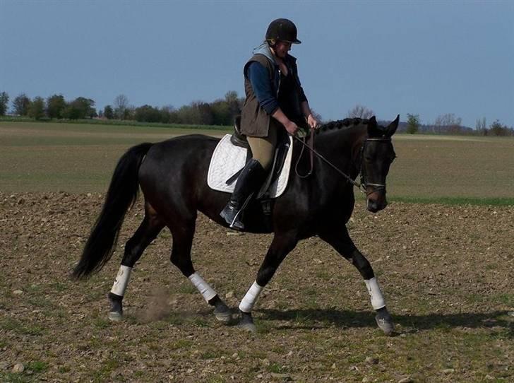 Dansk Varmblod Zobel - Zobel april 2007, med min veninde på ryggen billede 5