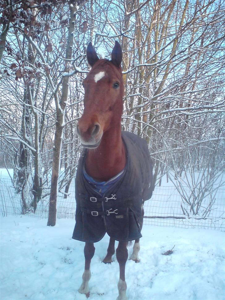 Anden særlig race Buddy  SOLGT - 3) Buddy.. foto min mor billede 3