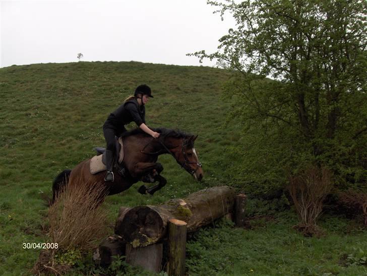 New Forest Lady / Mulle<33 - springer:D billede 9