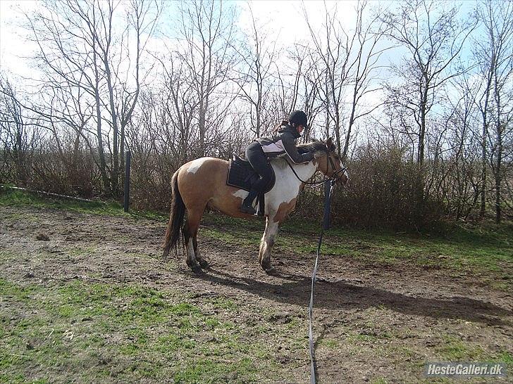 Anden særlig race Kashmir *Solgt* - April 2011. Rytter: Mette billede 16