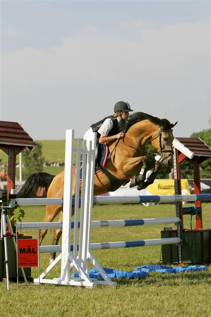 Anden særlig race Orchard Freedom - Solgt  - landsstævne i silkeborg i mb billede 17