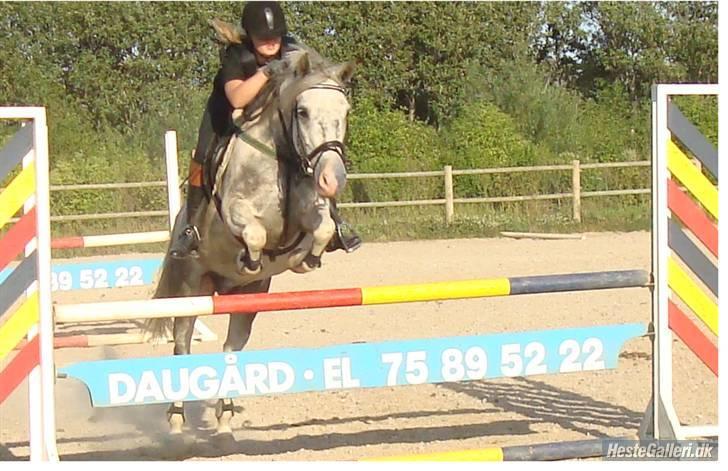 Hollandsk Sportspony Paco  - Paco - Hammerthor Poolcenter  11  Juli 2008 (: <3 Mesterfoto : Mig (: <3 billede 7