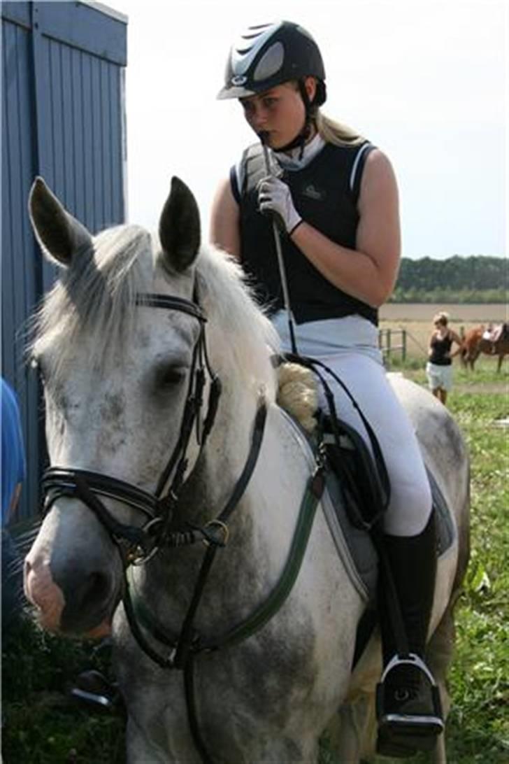 Hollandsk Sportspony Paco  - Stævne i Hedensted :) Mesterfoto : Sofie :) <3 billede 8