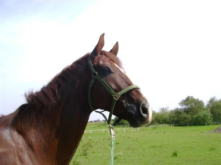 Dansk Varmblod Gørklintgårds Darwin billede 3