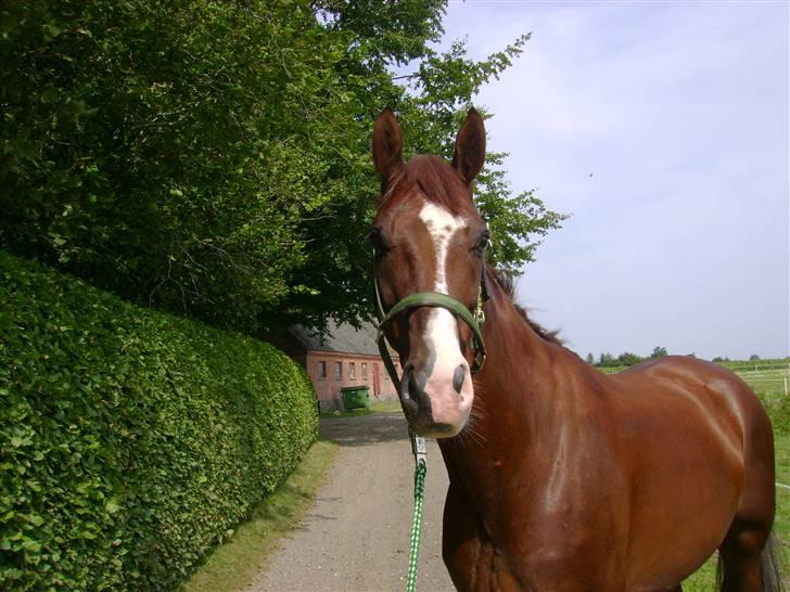 Dansk Varmblod Gørklintgårds Darwin billede 4