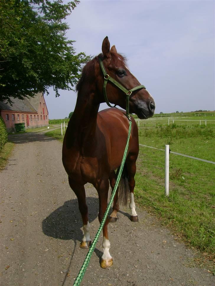 Dansk Varmblod Gørklintgårds Darwin billede 5