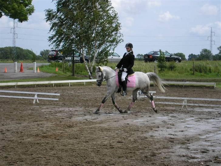 Hollandsk Sportspony Spirit *SOLGT* - LB1 GSPR C-stævne - 1. plads ca. 63% (L) foto: Zofija Mackevic billede 4