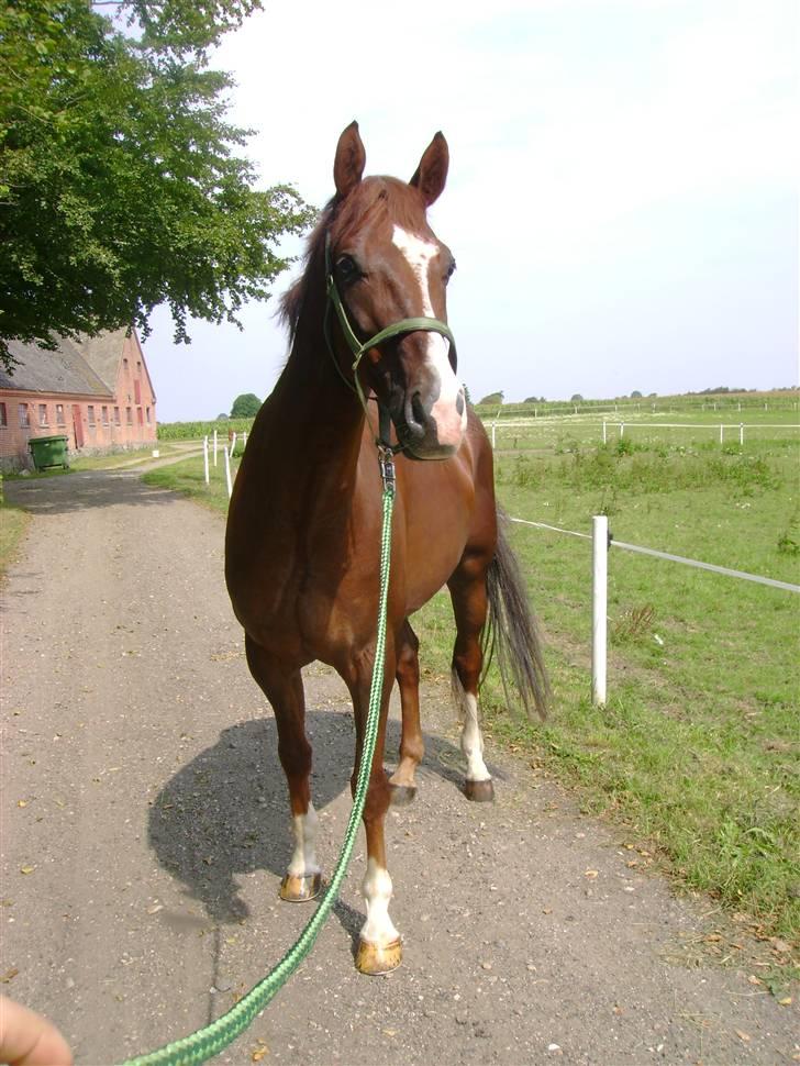 Dansk Varmblod Gørklintgårds Darwin billede 6