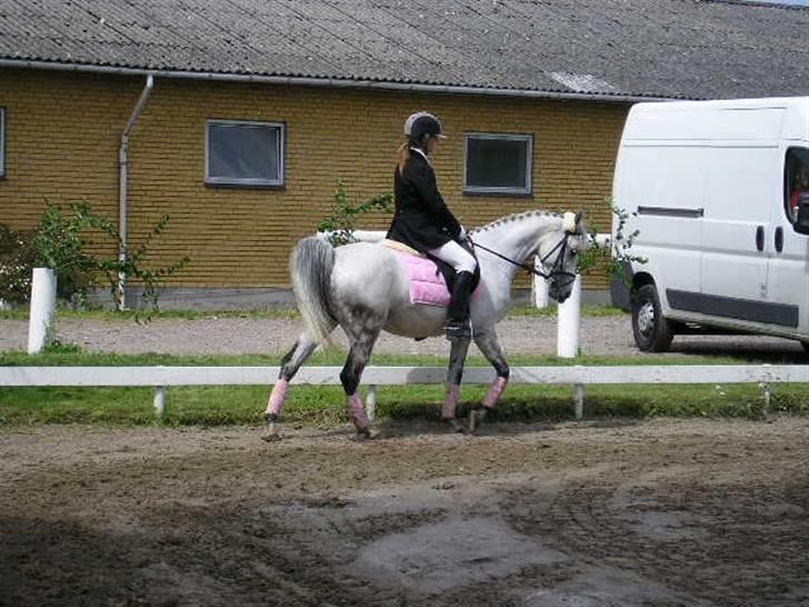 Hollandsk Sportspony Spirit *SOLGT* - skridt i LB1 - GSPR C-stævne - 1 plads ca. 63% (L) foto: Zofija Mackevic billede 6