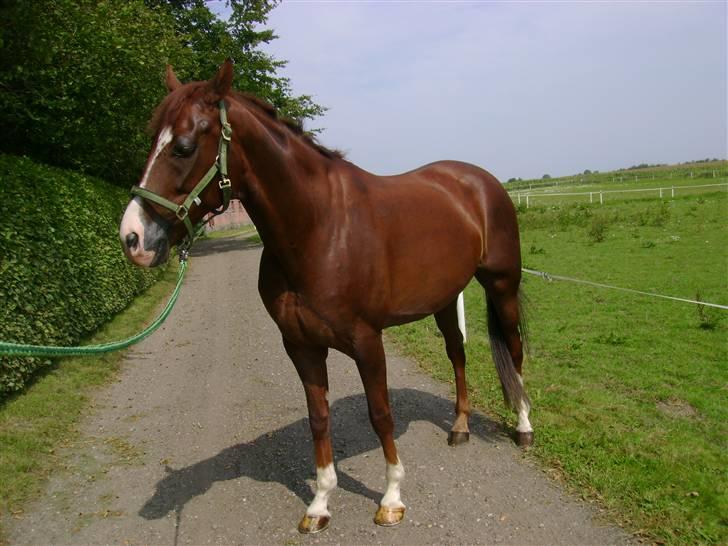 Dansk Varmblod Gørklintgårds Darwin billede 8