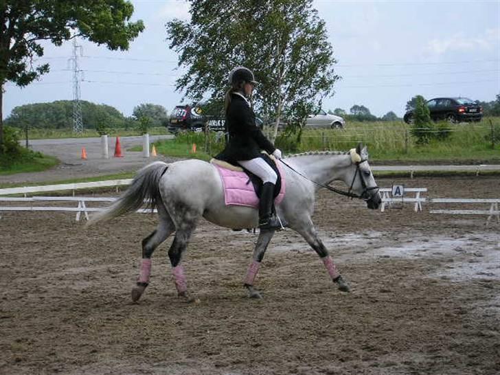 Hollandsk Sportspony Spirit *SOLGT* - skridt i LB1 - GSPR C-stævne - 1 plads ca. 63% (L) foto: Zofija Mackevic billede 7