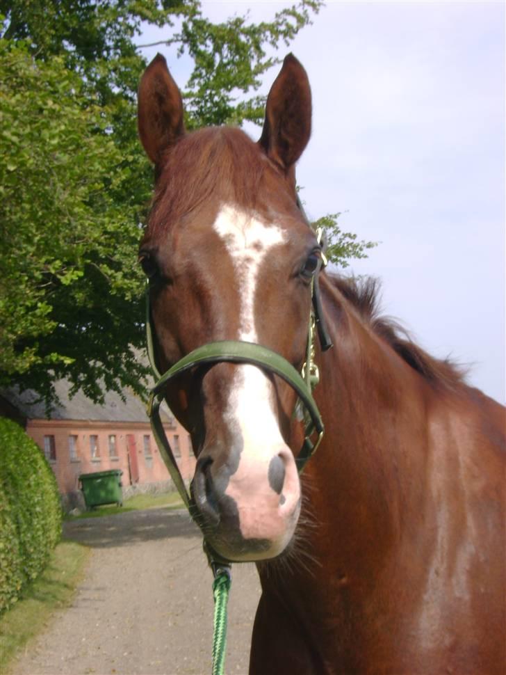 Dansk Varmblod Gørklintgårds Darwin billede 9