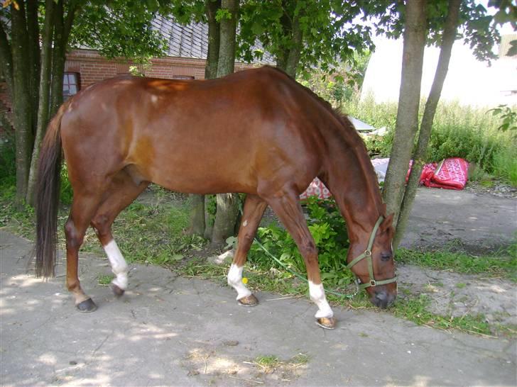 Dansk Varmblod Gørklintgårds Darwin billede 10