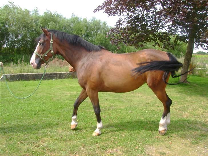 Anden særlig race Søgårdens Mandy *solgt* billede 5