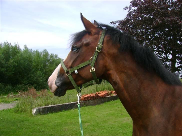 Anden særlig race Søgårdens Mandy *solgt* billede 6