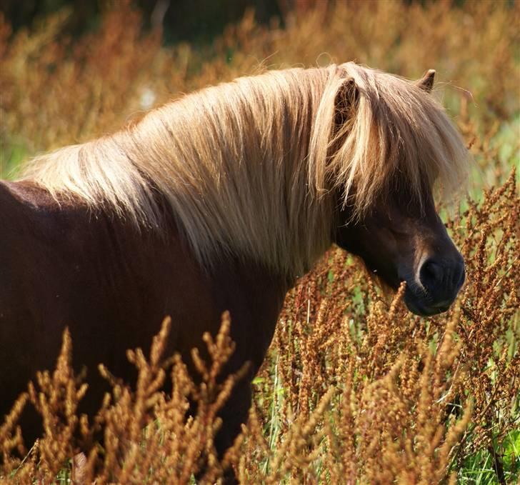 Shetlænder munkebjergs prins - prins billede 1
