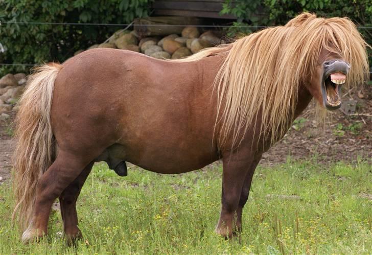 Shetlænder munkebjergs prins - en træt prins billede 2