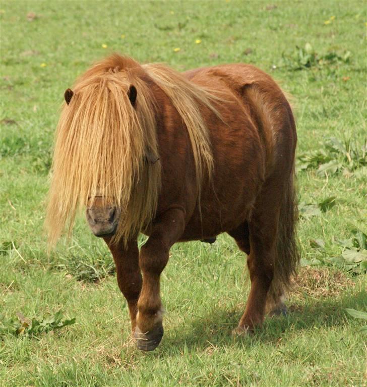 Shetlænder munkebjergs prins - med vinter pels billede 3