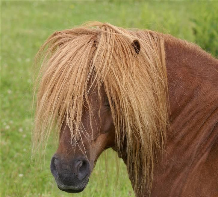 Shetlænder munkebjergs prins billede 4