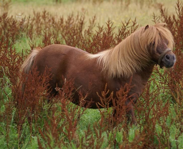 Shetlænder munkebjergs prins - prins billede 5