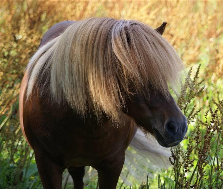 Shetlænder munkebjergs prins - prins nyder ar han lige har været i bad og fåer noget a det lange hår billede 6