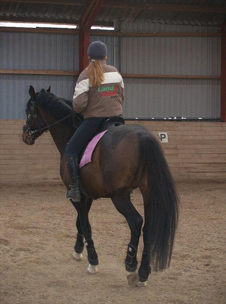 Dansk Varmblod hegnsly´s Callisto *RIP* - Callisto´s første gang i ridehus billede 6