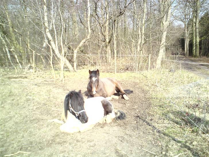 Dansk Varmblod hegnsly´s Callisto *RIP* billede 8