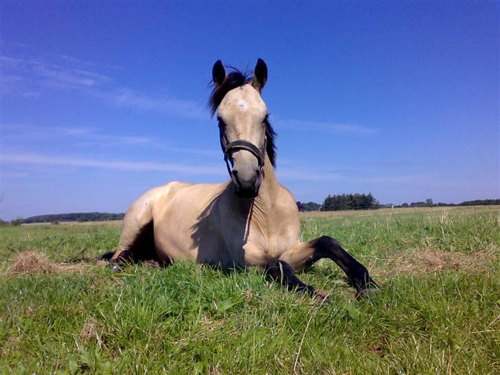 Connemara Salia Maree Manié SOLGT billede 4