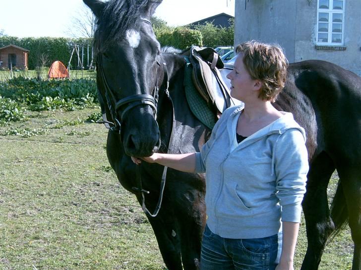 Oldenborg Starlight (solgt) - Ser lige hinanden an... billede 2