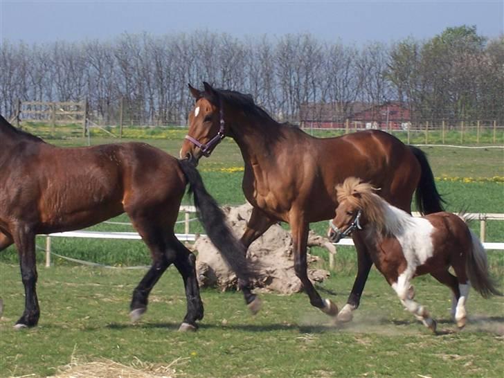 Shetlænder Lurifax - fuld fart på! det er jeg jo nødt til hvis jeg skal følge med de store. :D men jeg elsker det! billede 8