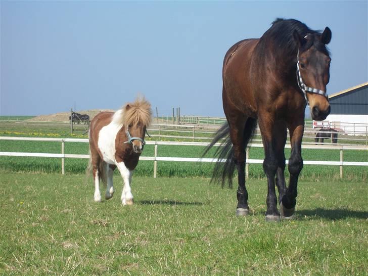 Shetlænder Lurifax - jeg er godt nok ikke hingst mere, men derfor kan man godt opføre sig som en. og hoppen var min! (stakkels naomi(hoppen) hun gad ham slet ikke, hun havde bare ikke noget valg) billede 9