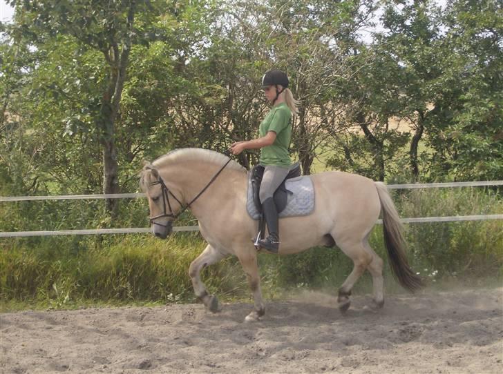 Fjordhest Bølle Bob solgt - Lidt mere løft, tak?  d. 10/8 07 billede 16