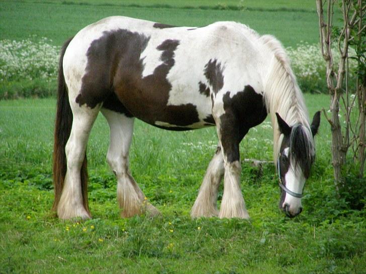 Tinker Wiingreens Adele  *solgt* billede 1