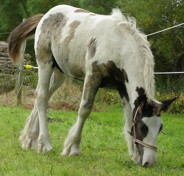 Tinker Wiingreens Adele  *solgt* billede 3