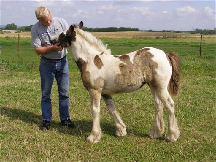 Tinker Wiingreens Adele  *solgt* billede 5