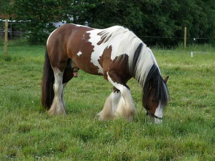 Tinker Wiingreens Adele  *solgt* - Picasso som er far til Adele billede 6