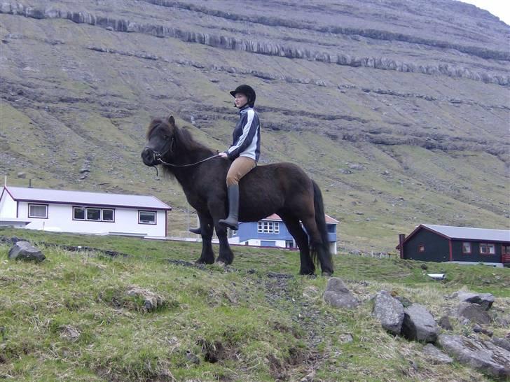Færøsk hest Grettir [Haft i pleje] - Grettir jeg elsker dig bare ubeskriveligt meget! <´33 Selvom du kan være en %&"¤&#¤ engang imellem :I Du er bare helt din egen :-* | 27-05-2008 billede 1