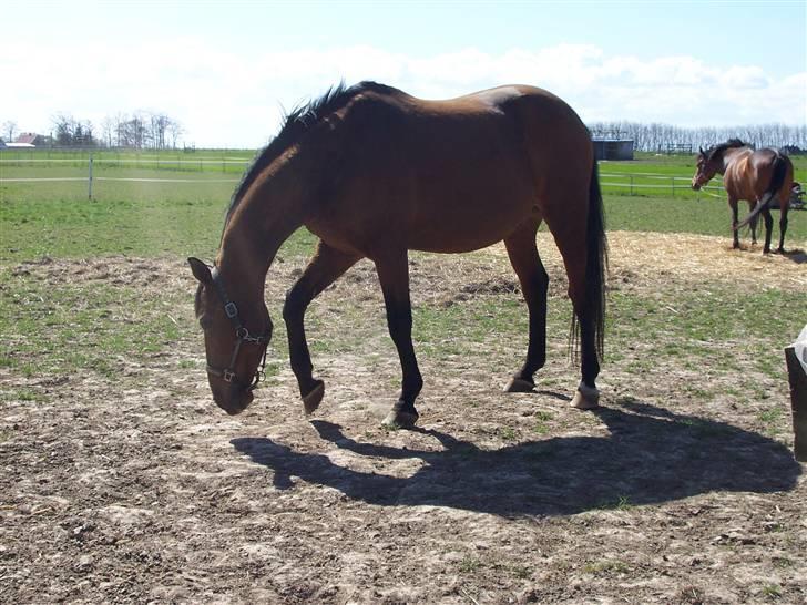 Dansk Varmblod Odin billede 1