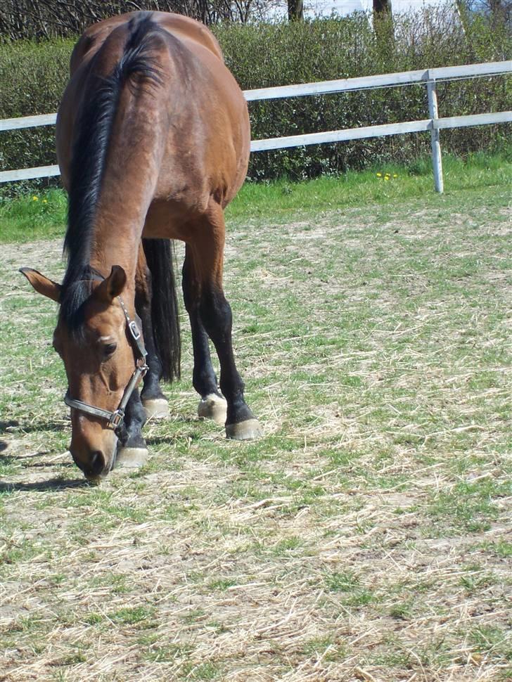 Dansk Varmblod Odin - min dejlige hest. elsker ham over alt på jorden. :D billede 2