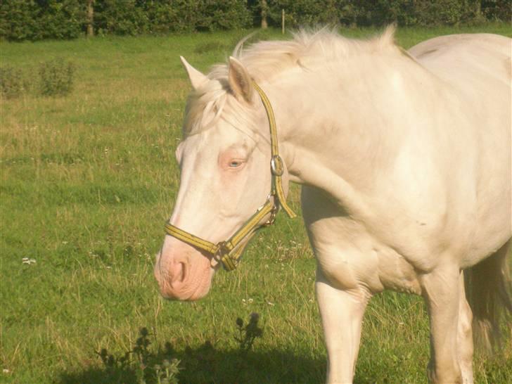 Anden særlig race Shadow *SOLGT* billede 1