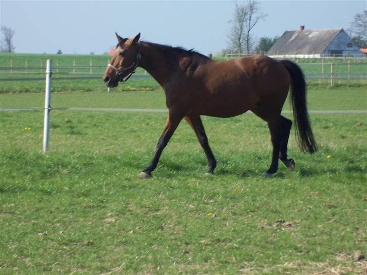 Dansk Varmblod Odin - det går ikke så stærkt mere. men han nyder stadig sit ejet tempo. billede 3