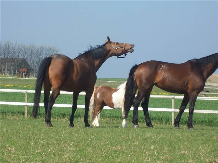 Dansk Varmblod Odin - haha. han blev helt ung igen, da vi fik en hoppe ind i flokken, men det var slut da lurifax kom. hehe billede 4