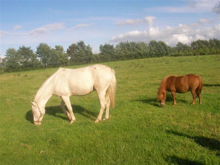 Anden særlig race Shadow *SOLGT* billede 3