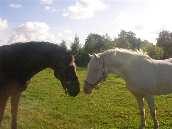 Anden særlig race Shadow *SOLGT* billede 4