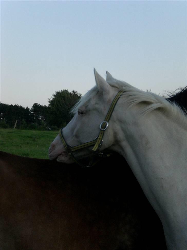 Anden særlig race Shadow *SOLGT* billede 5