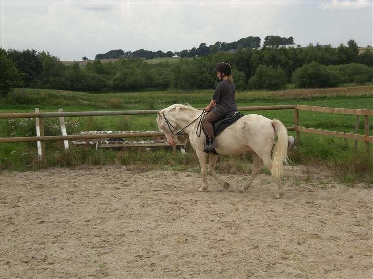 Anden særlig race Shadow *SOLGT* billede 6