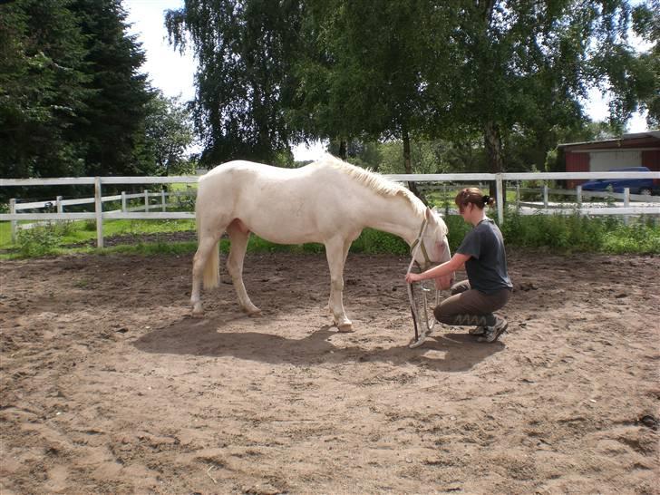 Anden særlig race Shadow *SOLGT* billede 7