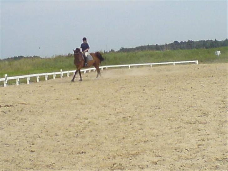 Hollandsk Varmblod Kester (Solgt) - Lidt dressur (: billede 6