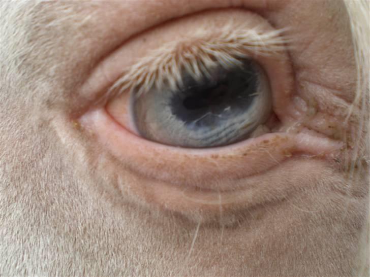 Anden særlig race Shadow *SOLGT* billede 8